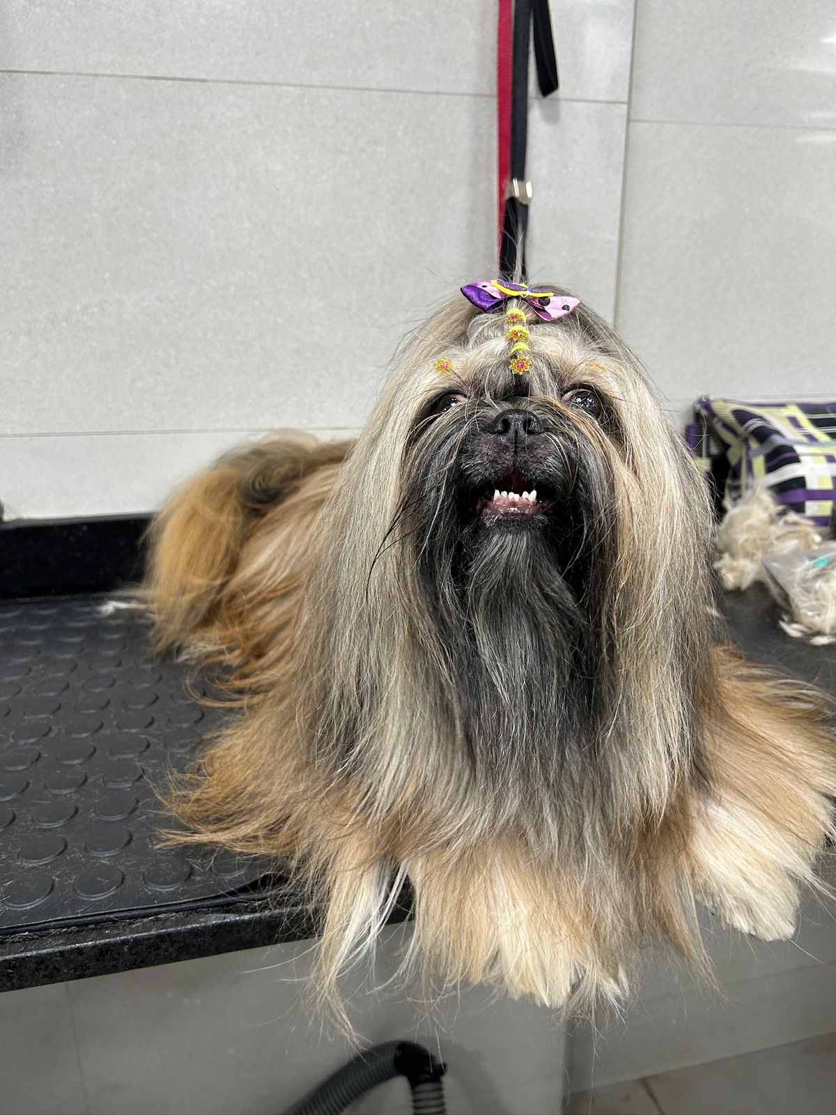 Cachorro peludo recém tosado e enfeitado